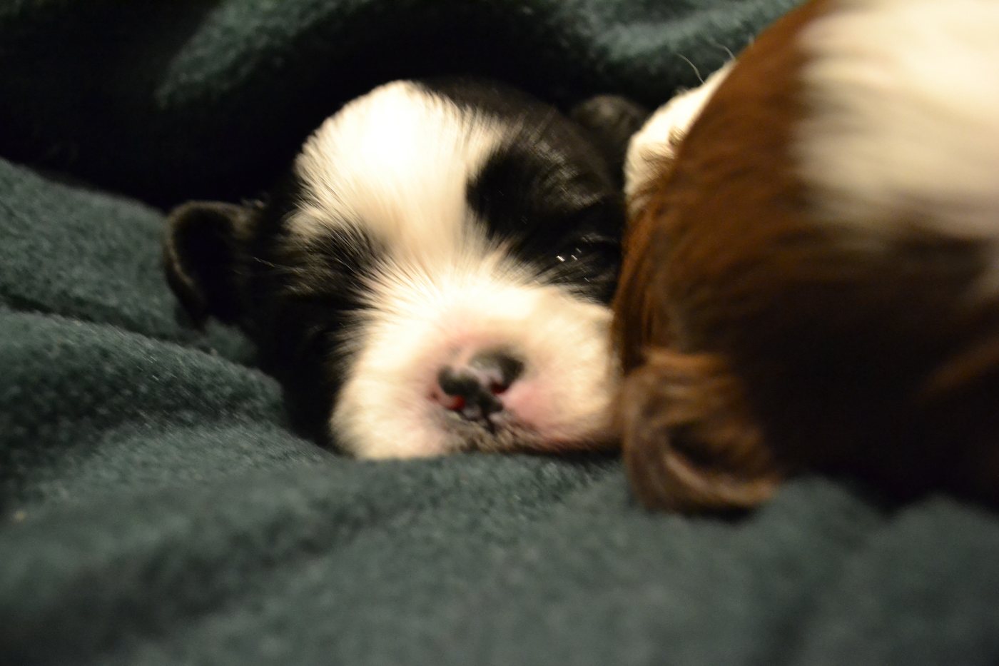 Novorodené šteňatá ši-cu (Shih Tzu) spiace na deke