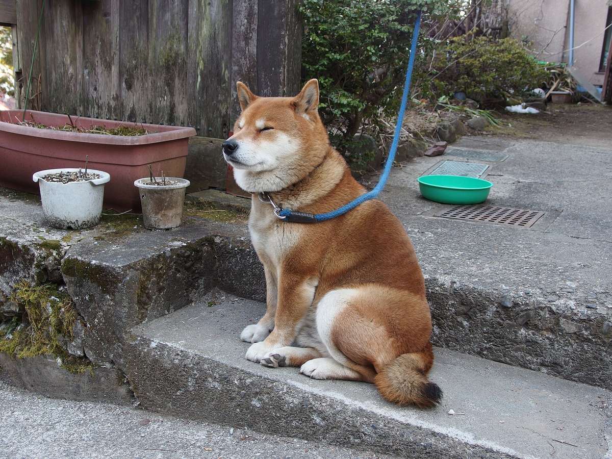 Šiba inu sediaca pri japonskom dome so stočeným chvostom