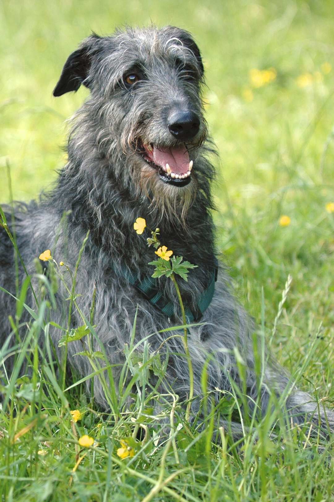 Modrosivý deerhound sediaci v lúke