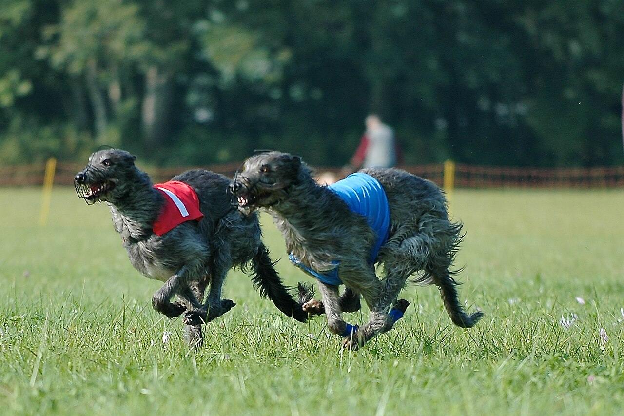 Dva deerhoundy v cvale na coursingu