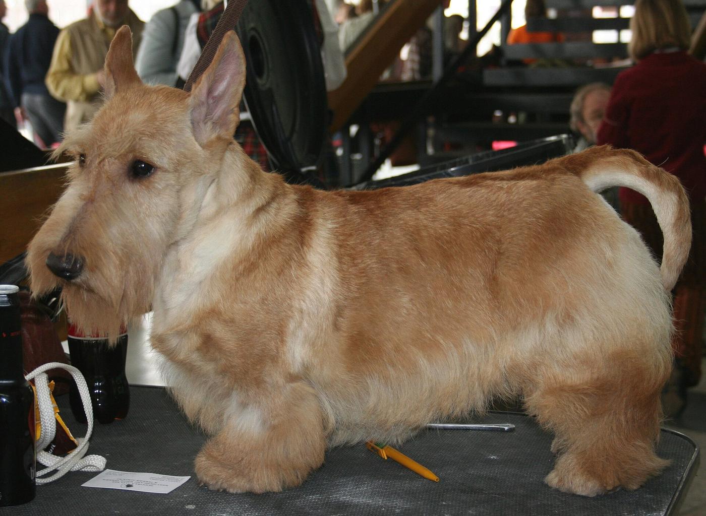 Pšeničný (wheaten) škótsky teriér z profilu — ukazuje typické nízke dlhé telo a bradu
