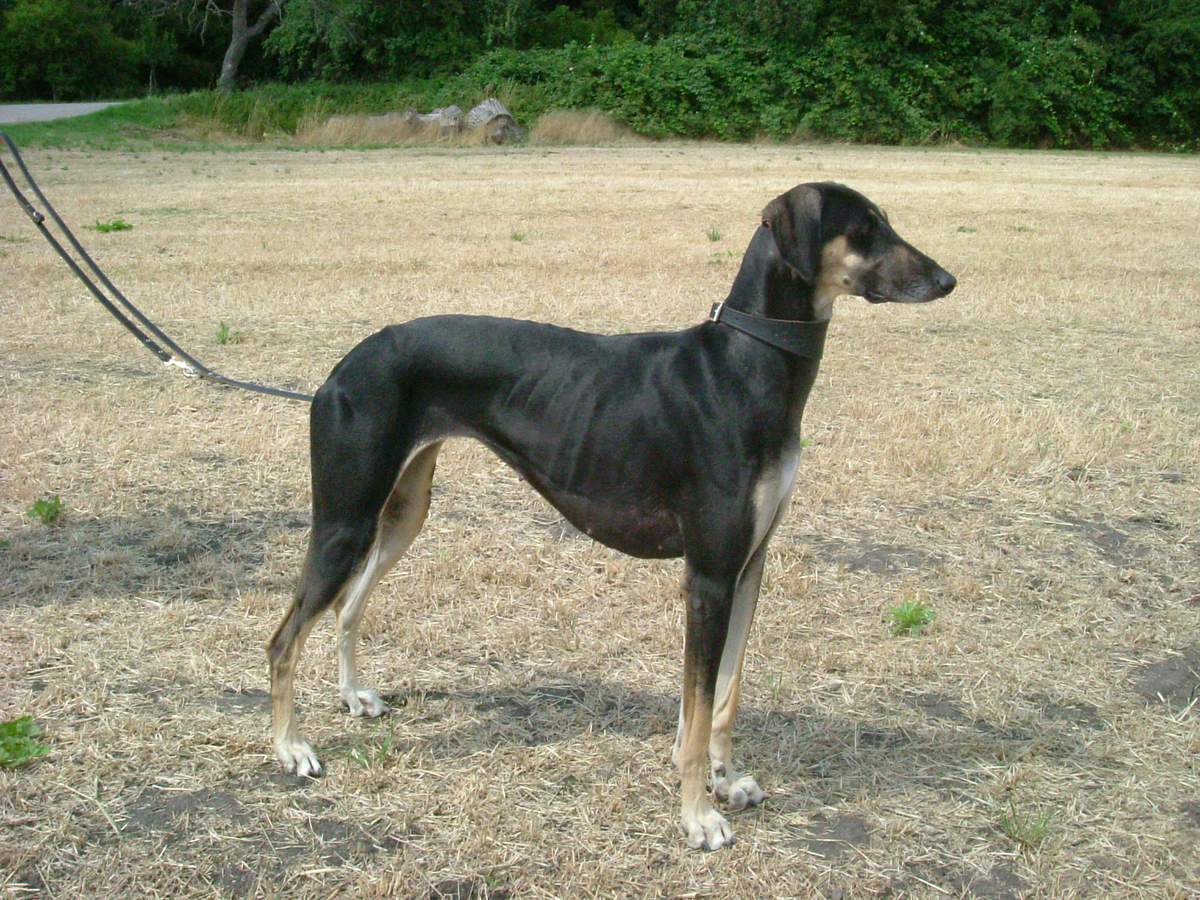 Tmavý sloughi s pálením (black and tan) v postoji z boku — dlhé suché nohy a úzka hlava