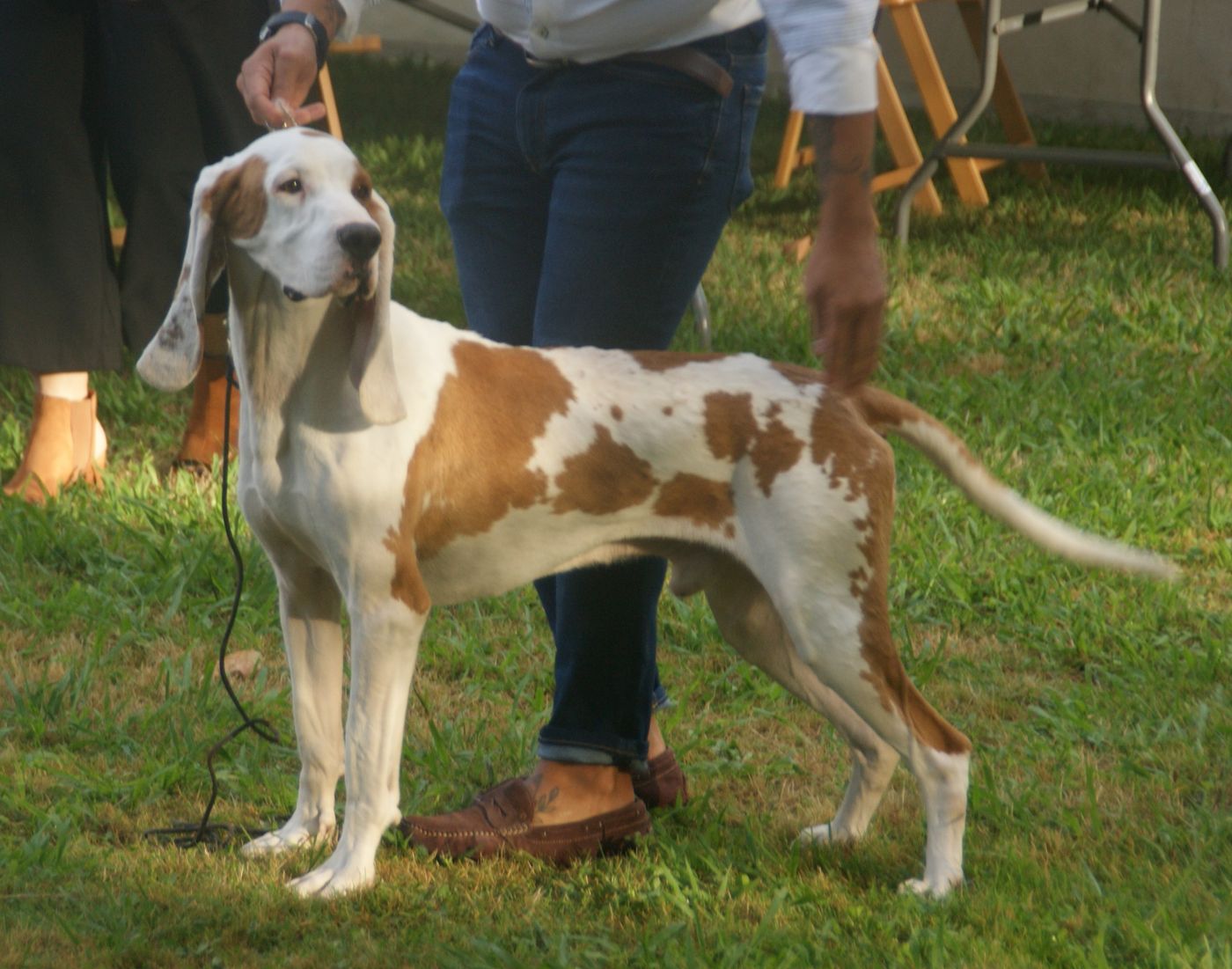 Španielsky durič
