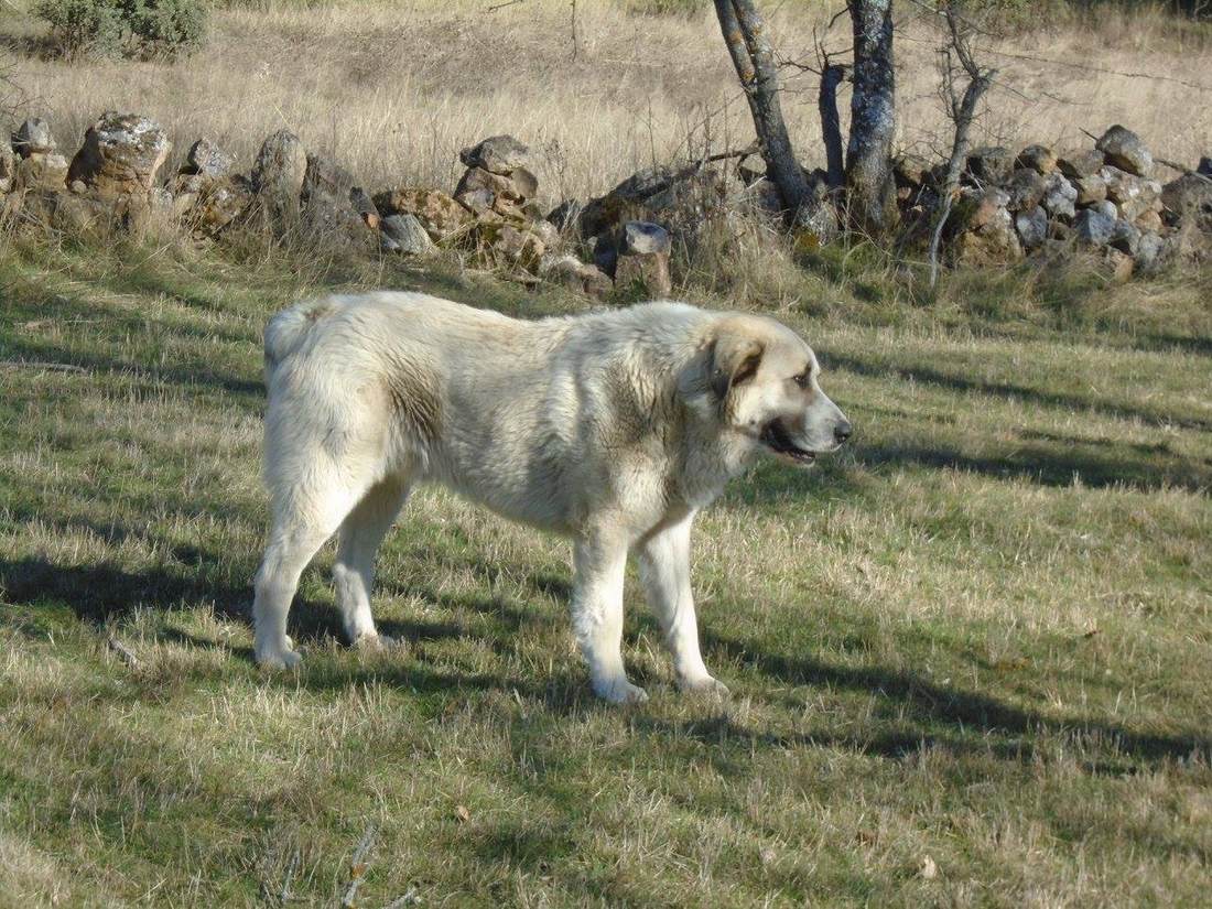 Pracovný španielsky mastif v krajine provincie Zamora