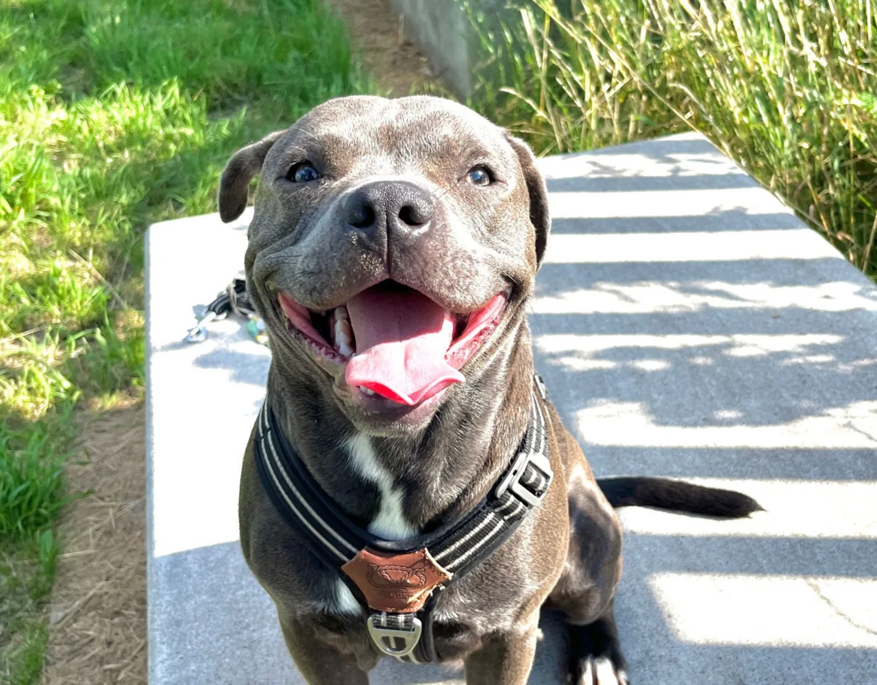 Usmievajúci sa modrý staffordshire bull teriér s ružičkovými ušami a širokou lebkou
