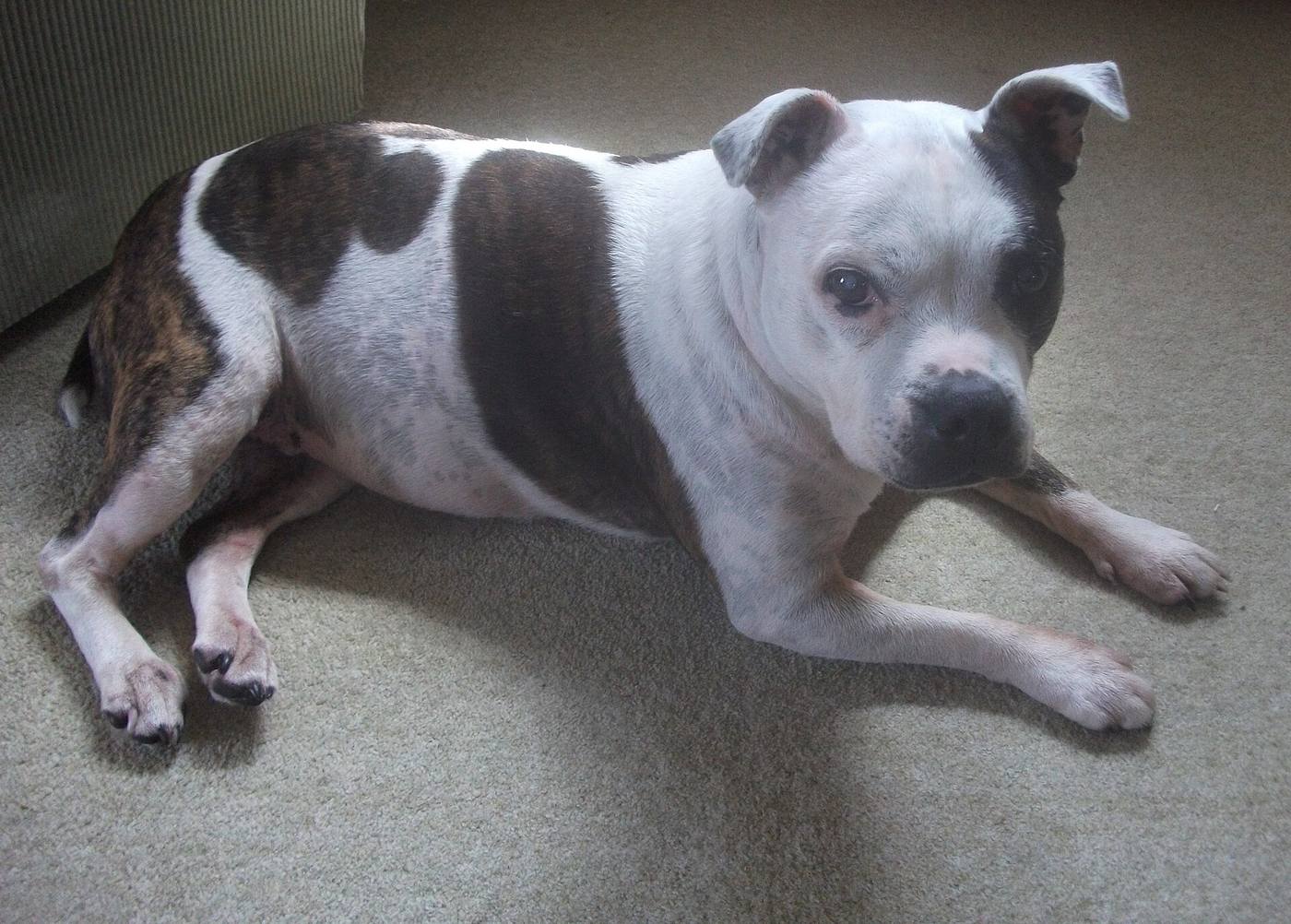 Žíhaný (brindle) staffík s bielym znakom leží na koberci