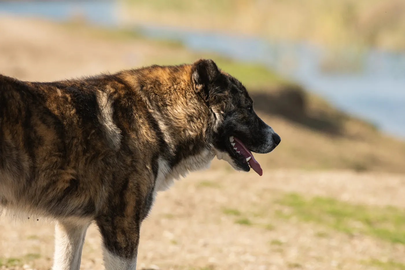 Žíhaný (brindle) stredoázijský ovčiak z boku pri vode — mohutná hlava a pokojný, sebaistý postoj