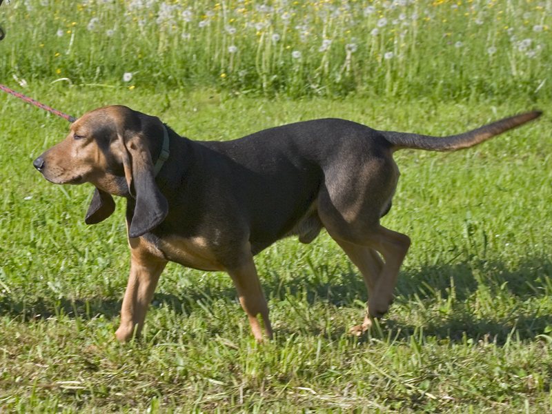 Jurský durič — Jurský durič („Bruno“): pálená s čiernym plášťom.