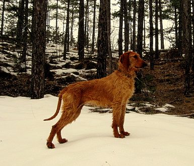 Hrubosrstý segugio plavej (fulvo) farby stojí v zasneženom lese — drsná srsť, hound stavba