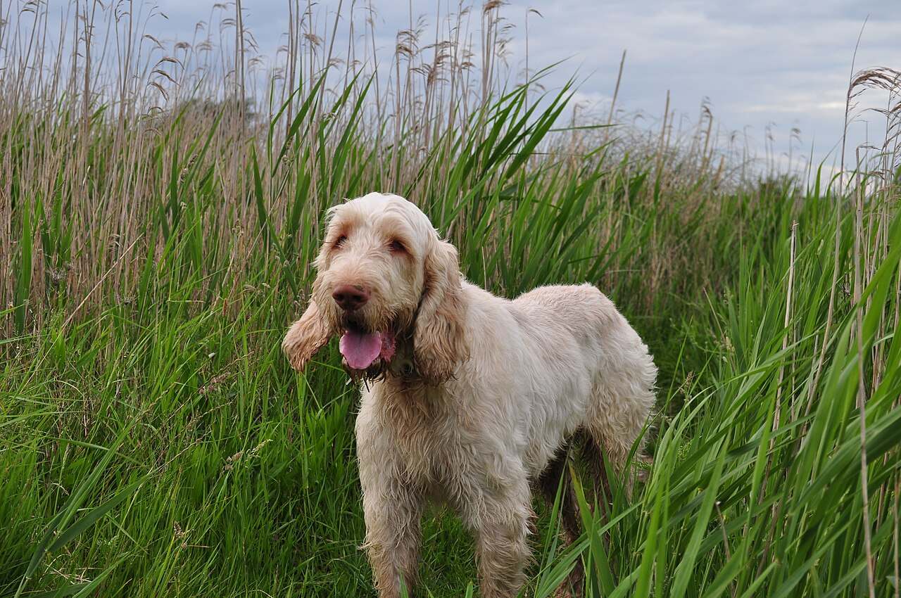 Taliansky spinone: