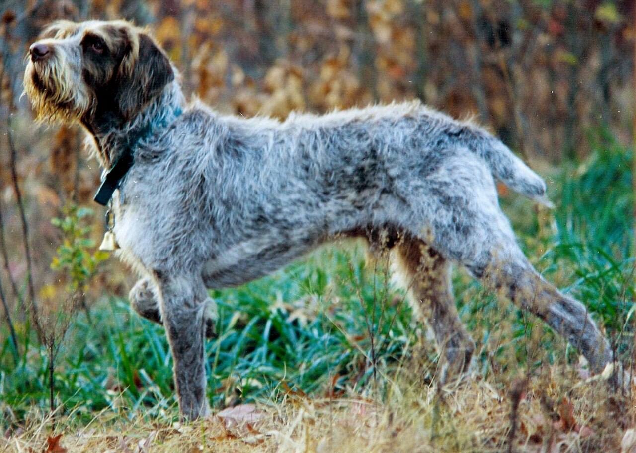 Gaštanový (brown roan) taliansky spinone v postoji z profilu na výstave