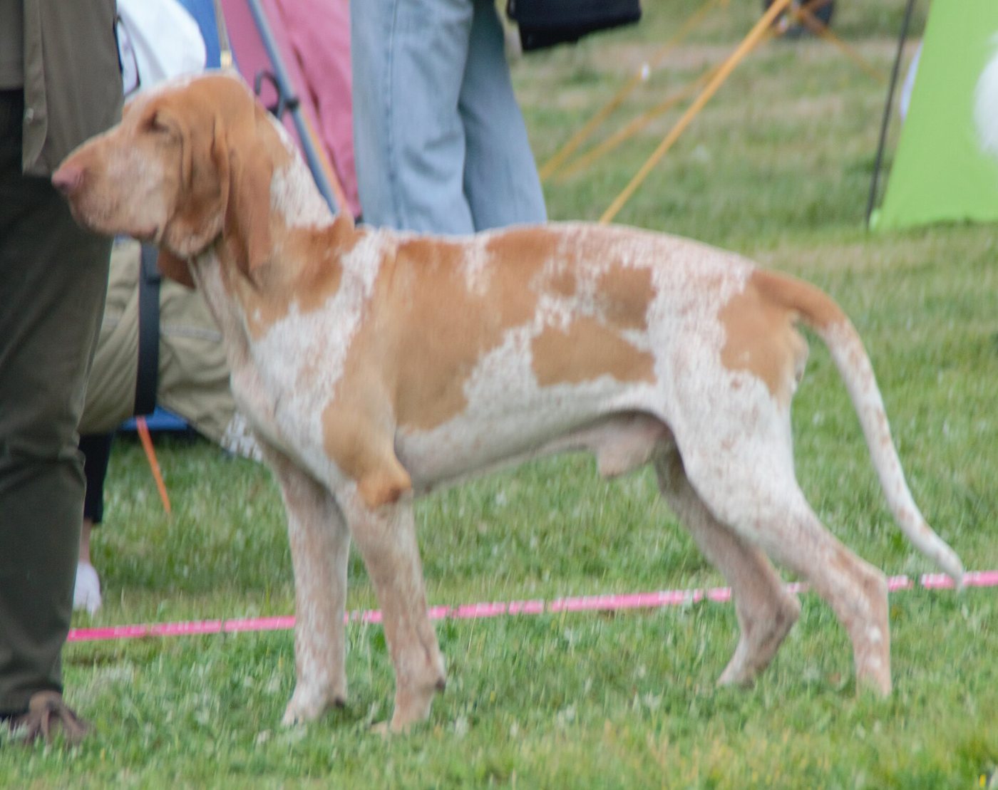 Taliansky stavač: