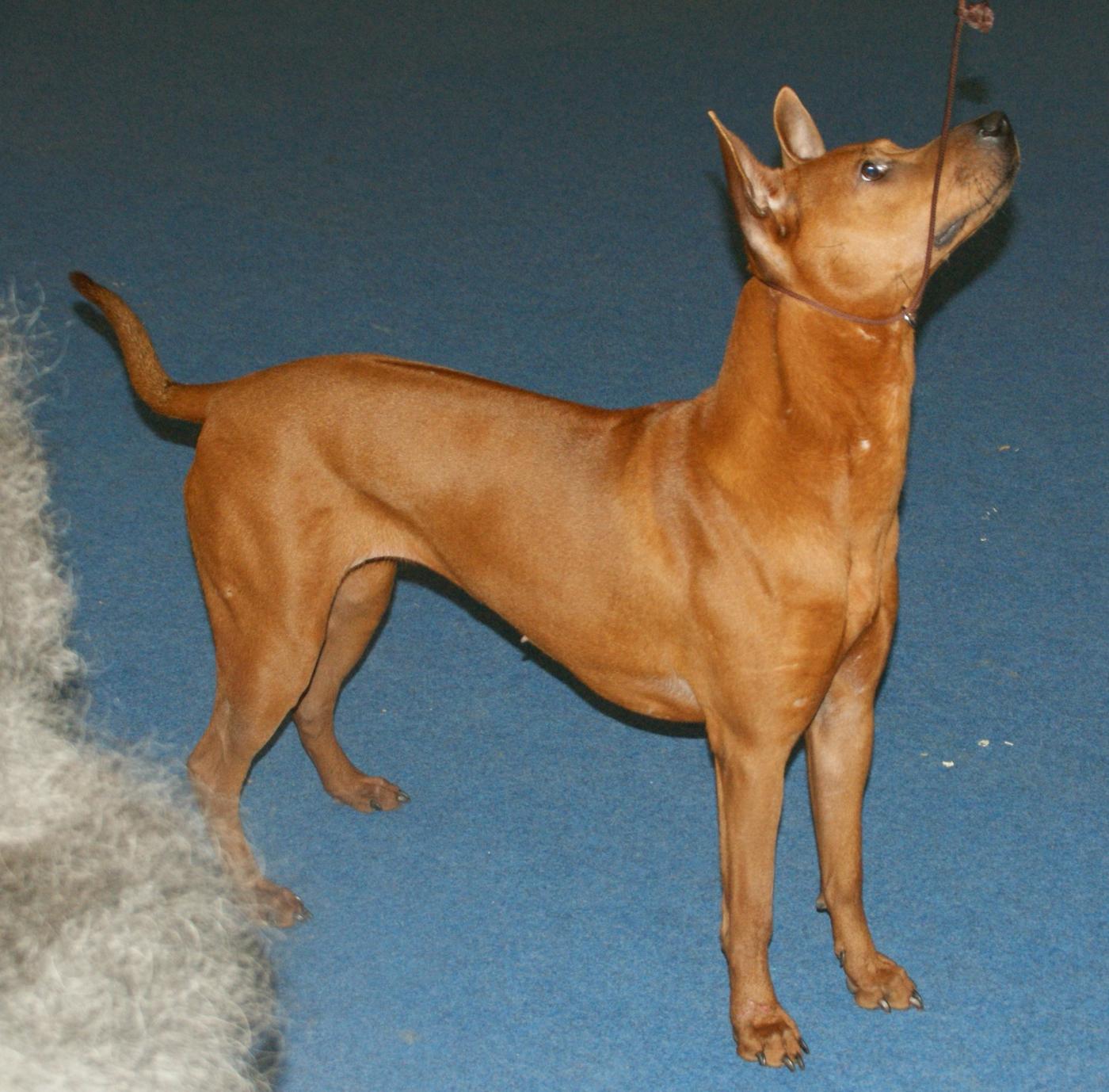 Thajský ridgeback