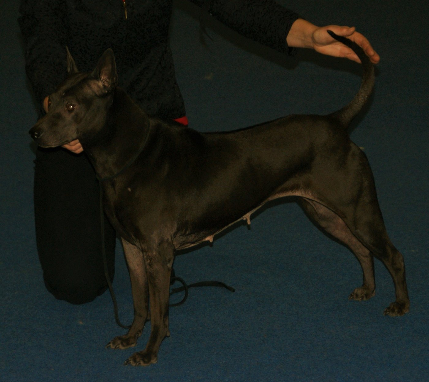 Čierny thajský ridgeback z boku vo výstavnom postoji