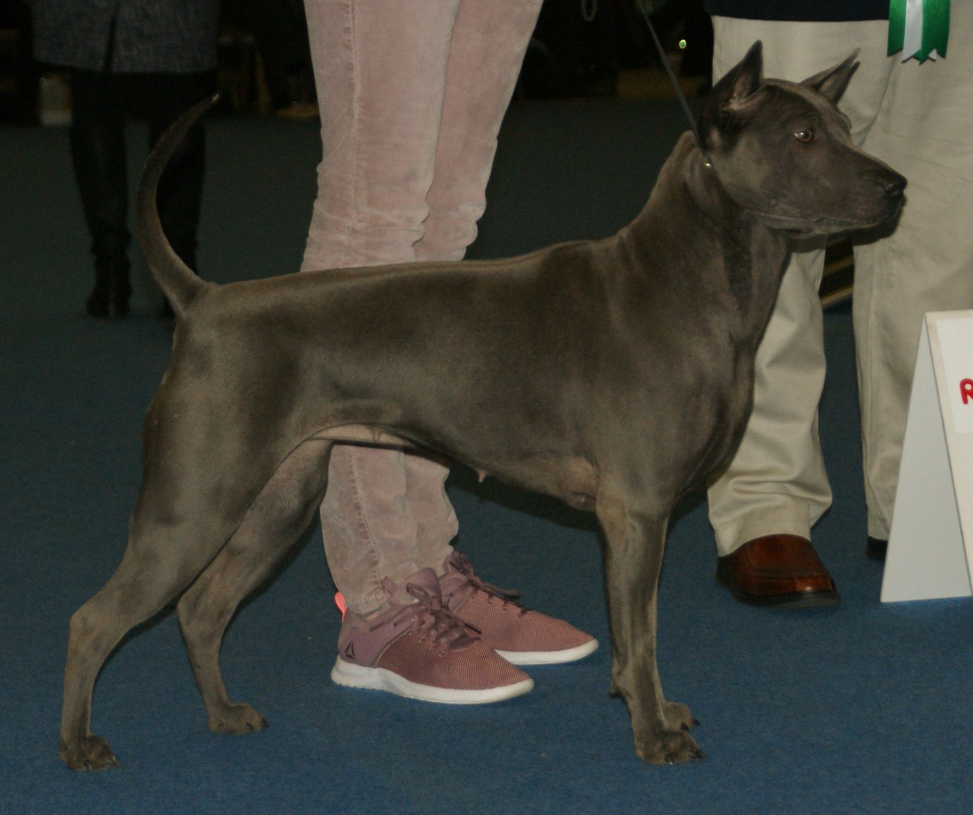 Modrý (strieborno-sivý) thajský ridgeback z boku