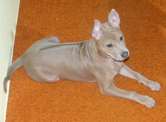 Šteňa thajského ridgebacka farby isabella (svetlá plavá)