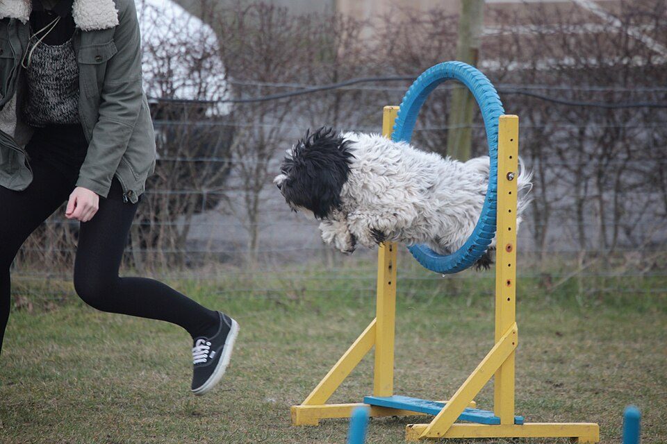 Tibetský teriér preskakuje modrý agility kruh