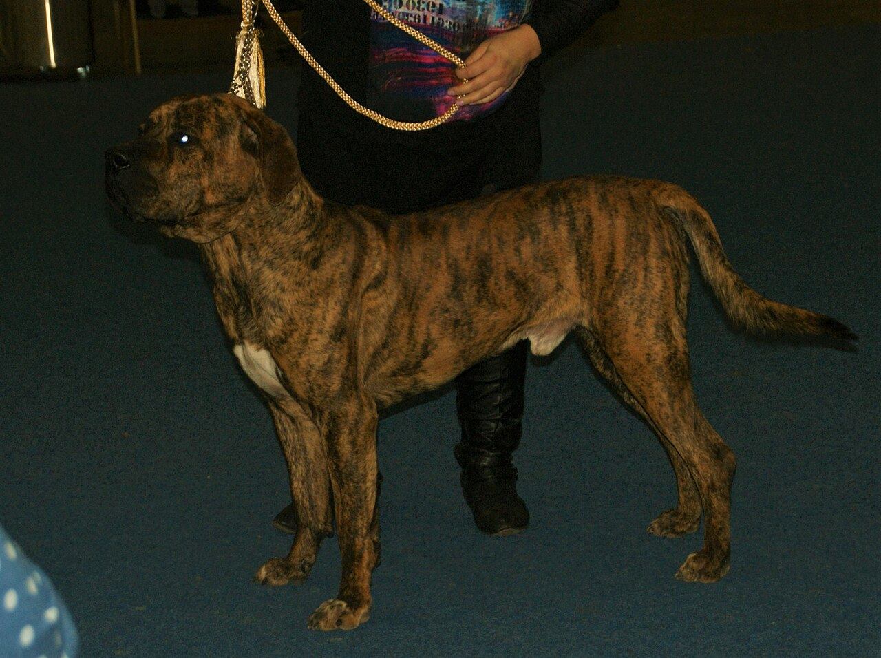 Žíhaná (brindle) tosa inu stojaca z boku