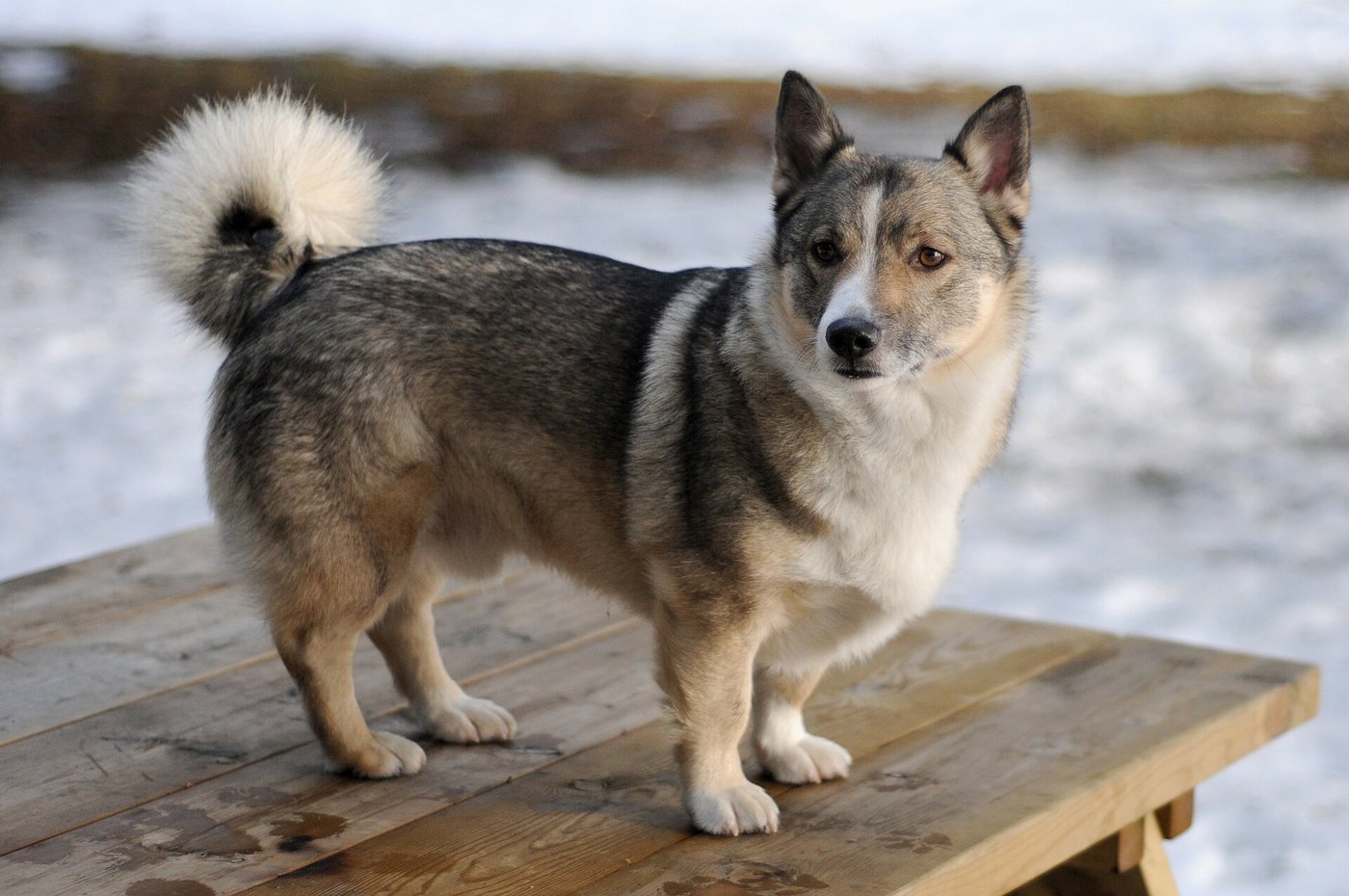 Švédsky vallhund — nízky