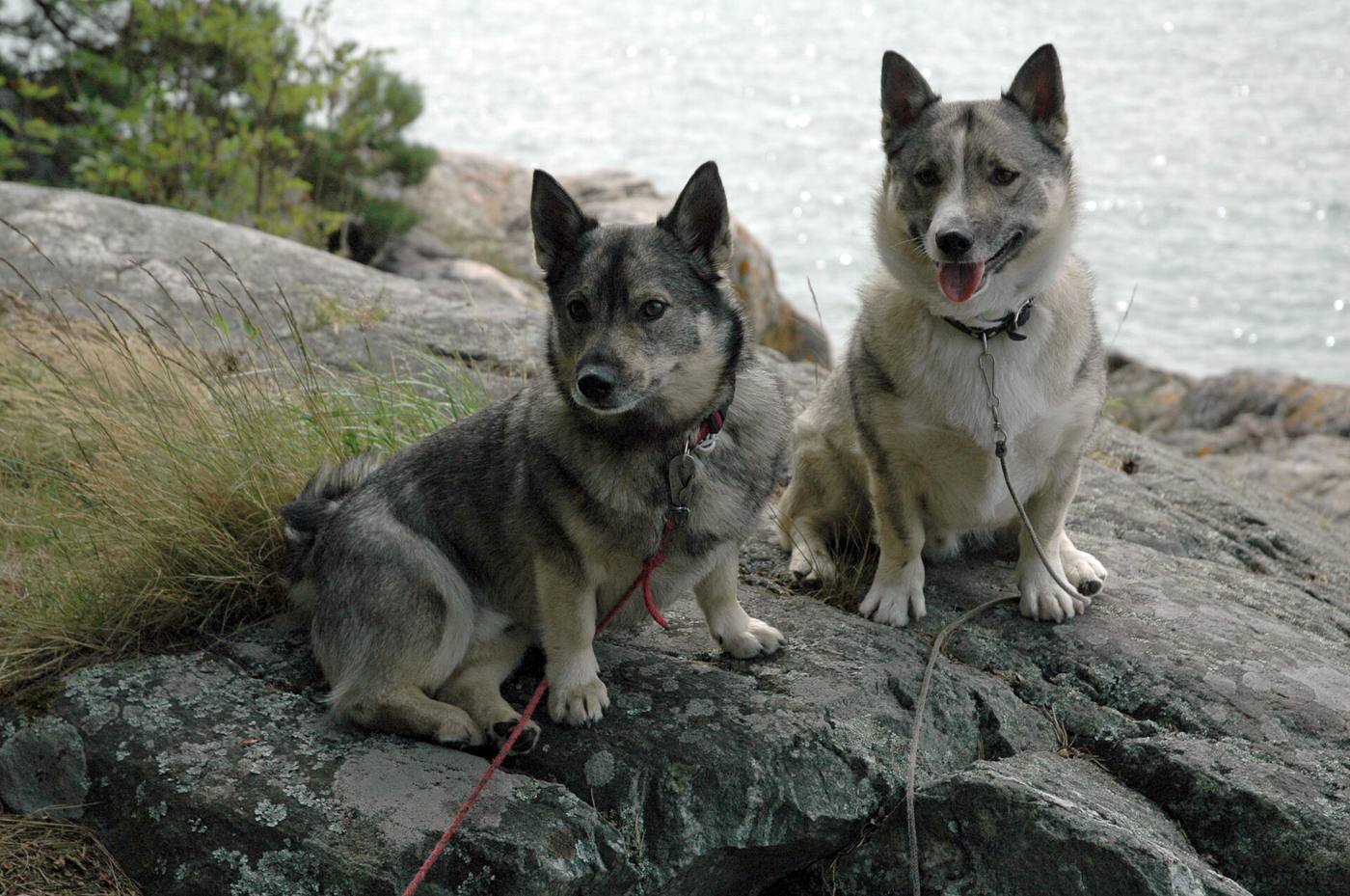 Dvojica švédskych vallhundov na pobrežných skalách vo Švédsku