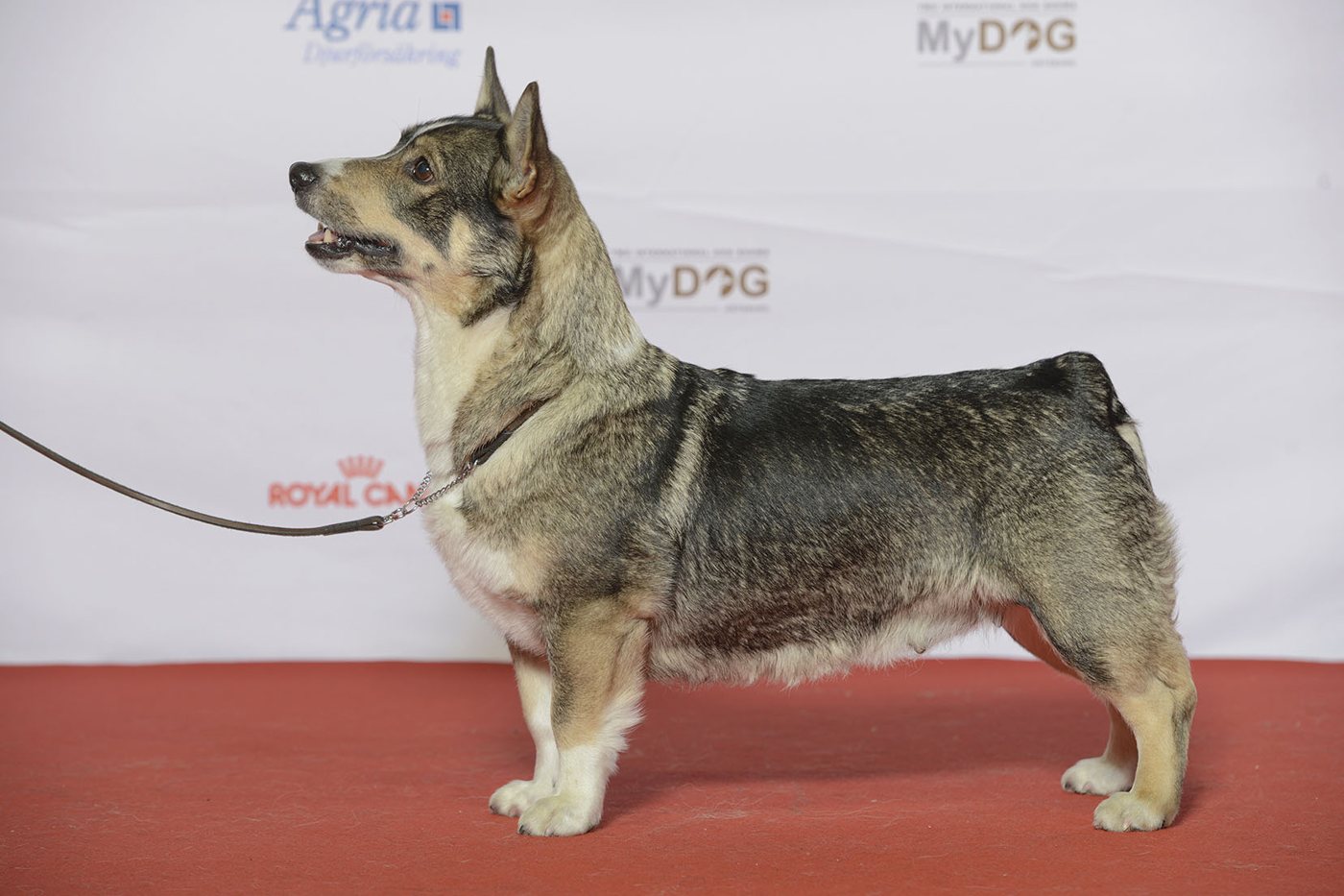 Výstavný švédsky vallhund z boku — nízke dlhé telo a krátky chvost
