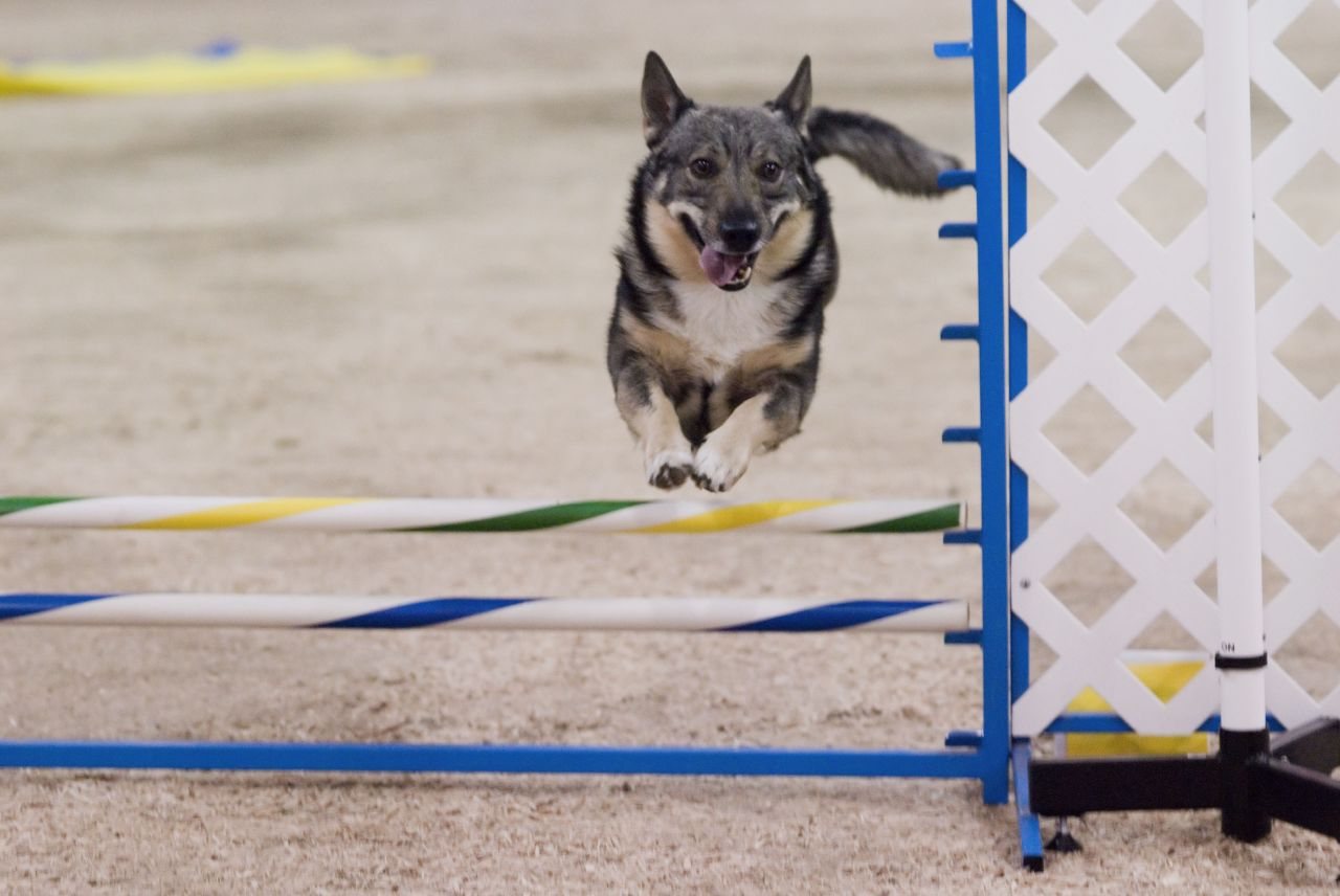 Švédsky vallhund skáče cez prekážku na agility