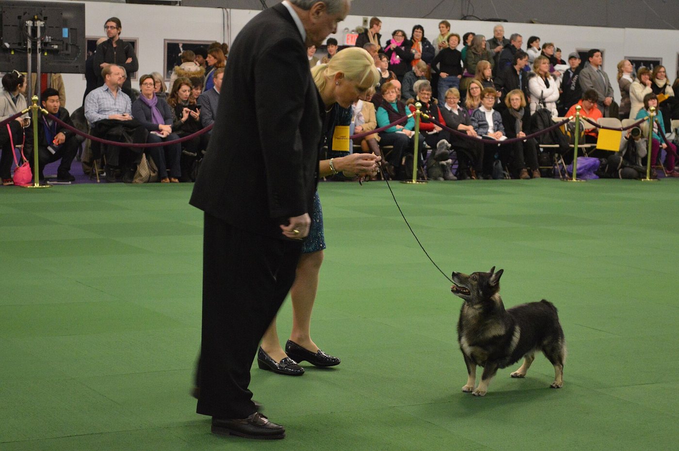 Švédsky vallhund s tmavším sable sfarbením vo výstavnom kruhu