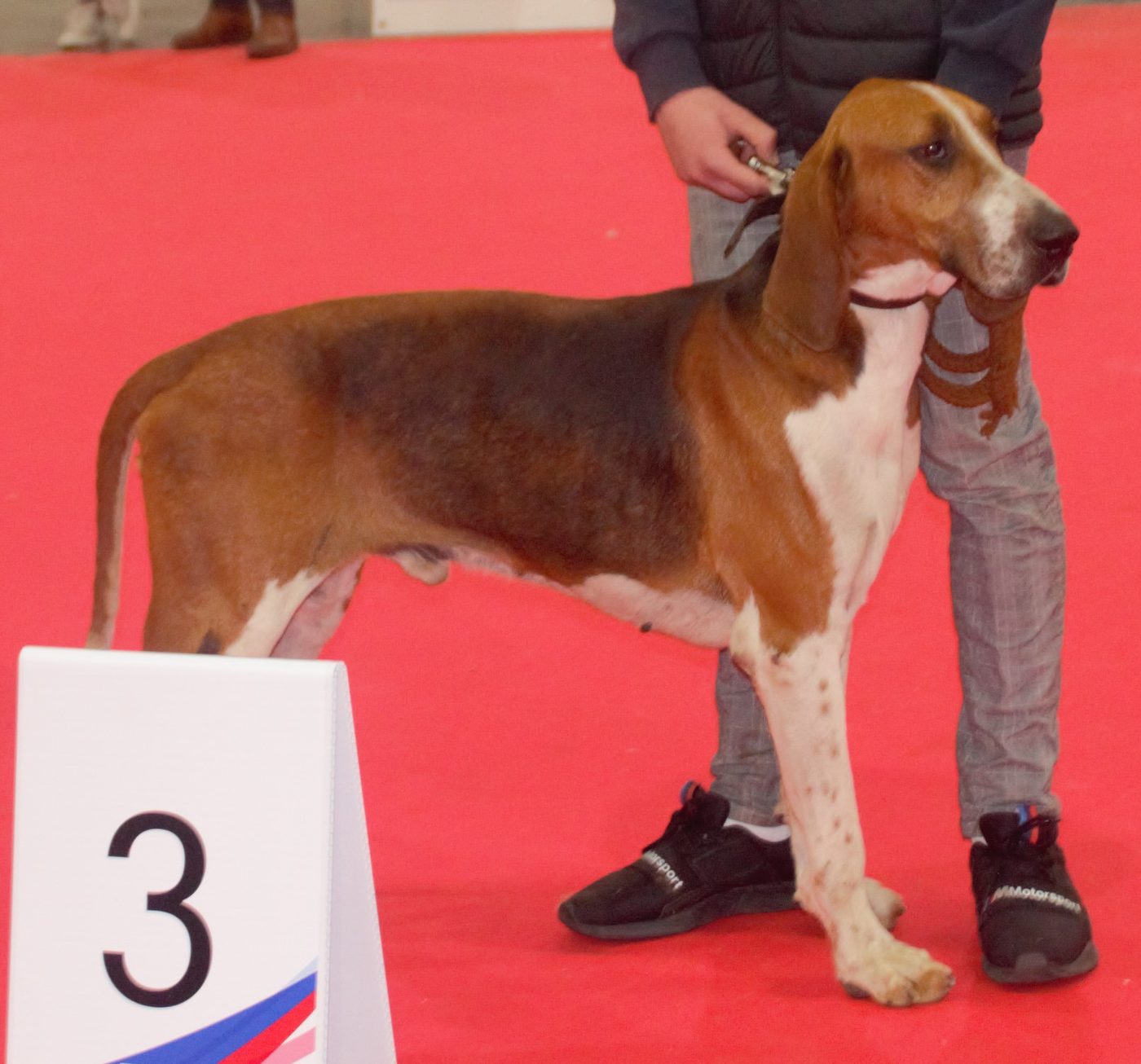 Veľký anglo-francúzsky trojfarebný durič s číslom 3 v ringu, výrazný čierny plášť a biela lysina na hlave
