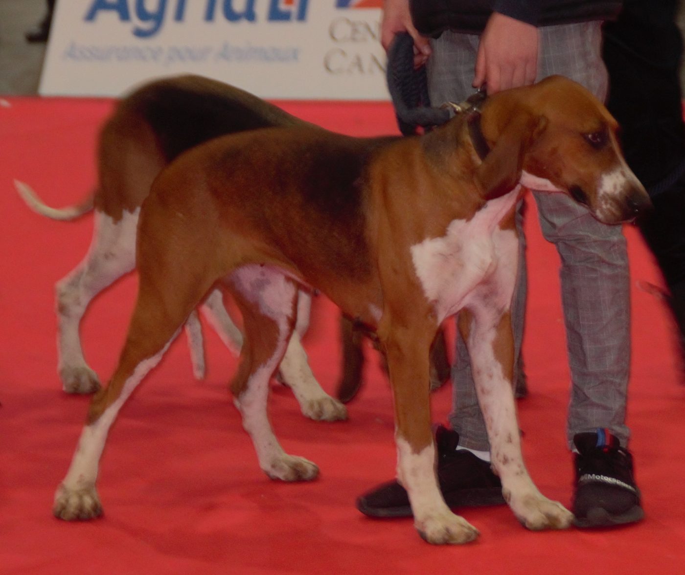Veľký anglo-francúzsky trojfarebný durič s rozsiahlym medeným pálením, v pozadí banner Centrale Canine