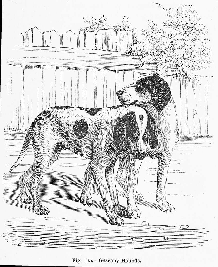 Rytina Gascony Hounds z roku 1870 — sfarbenie plemena vykreslené bodkami a šrafúrou
