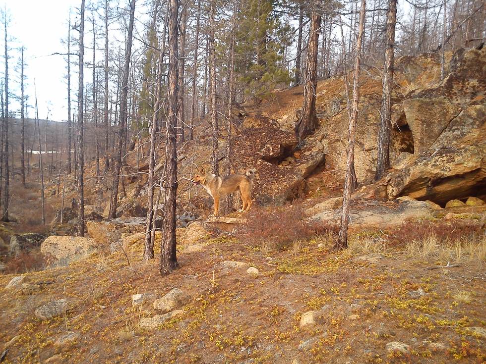 Východosibírska lajka stojaca v pribajkalskej tajge medzi smrekovcami