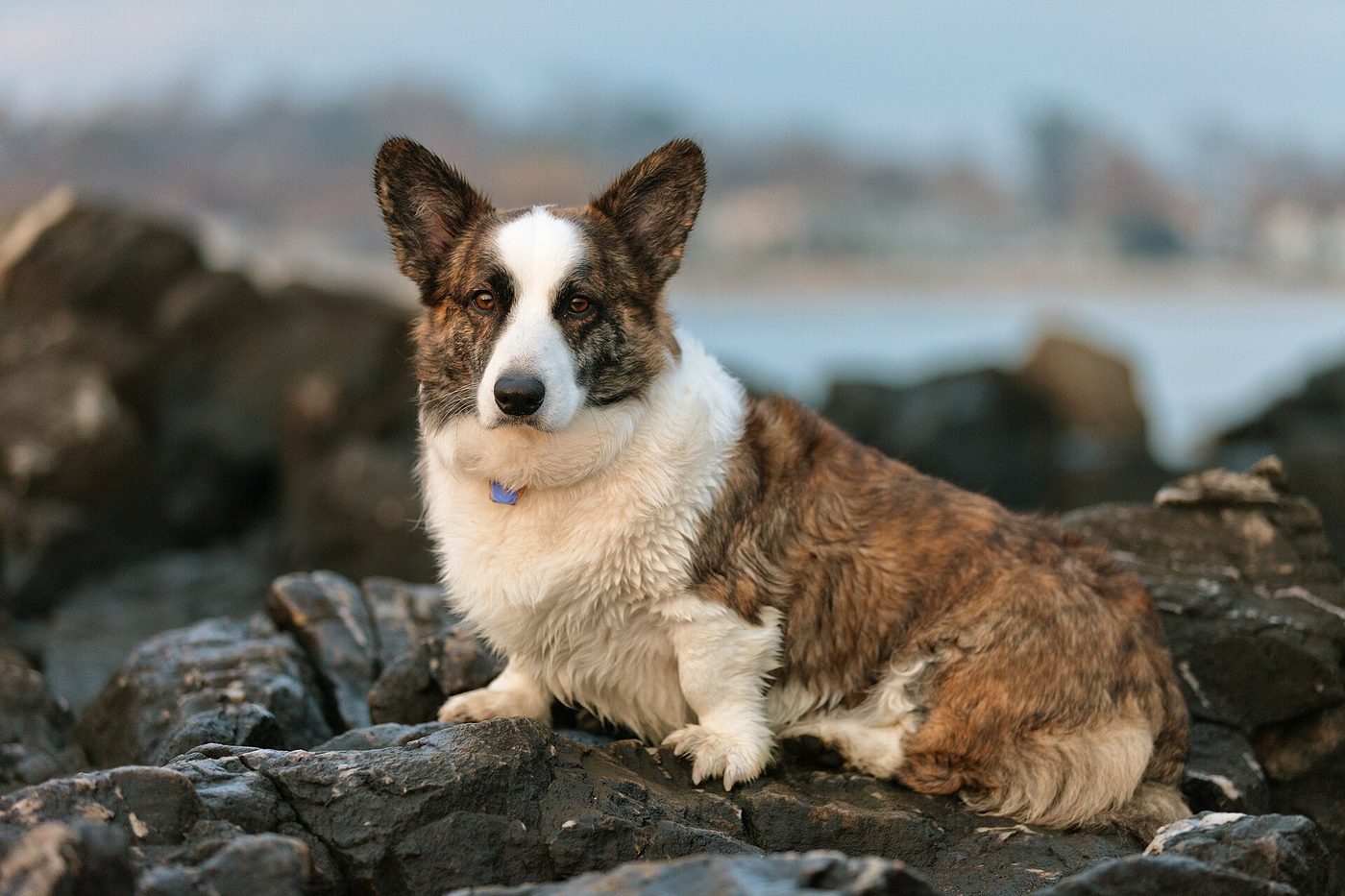 Žíhaný bielo-hnedý welsh corgi cardigan sedí na kameňoch pri mori, vidno veľké zaoblené uši a dlhý osrstený chvost