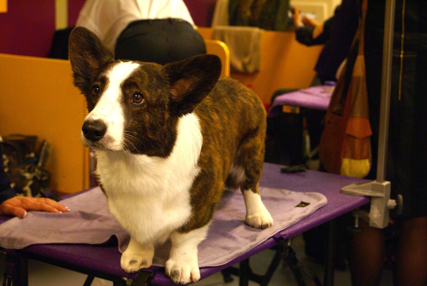 Žíhaný welsh corgi cardigan stojí v postoji na výstavnom stole — vidno nízke telo, krátke nohy a veľké uši