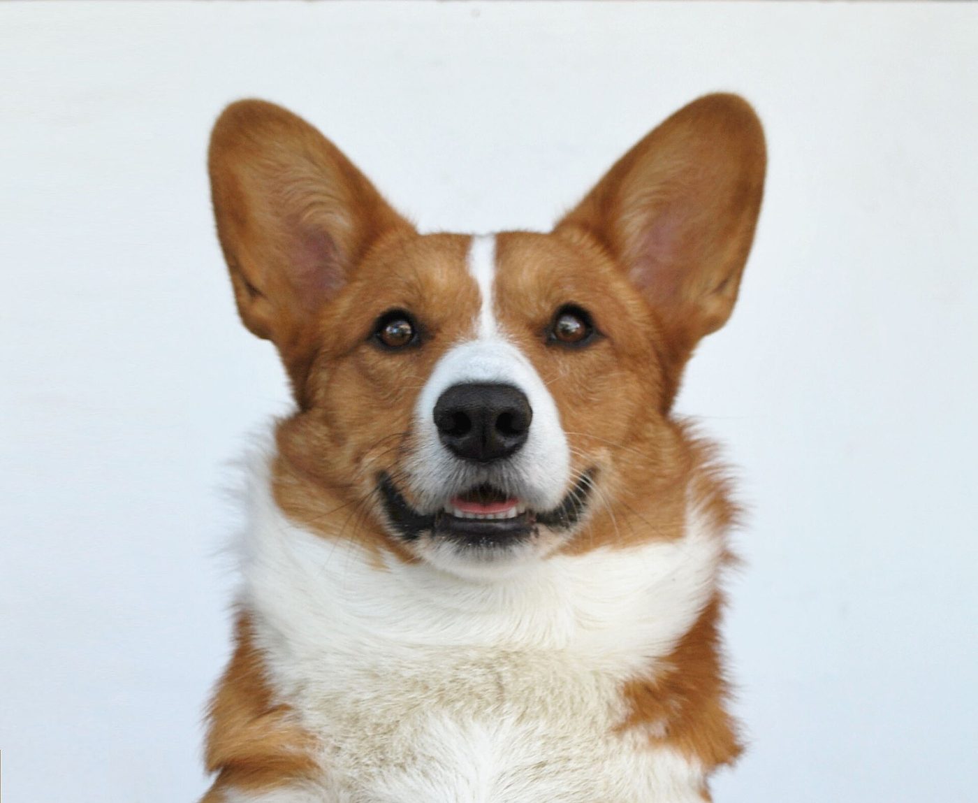Portrét červeno-bieleho welsh corgi cardigan na svetlom pozadí — detail veľkých zaoblených uší