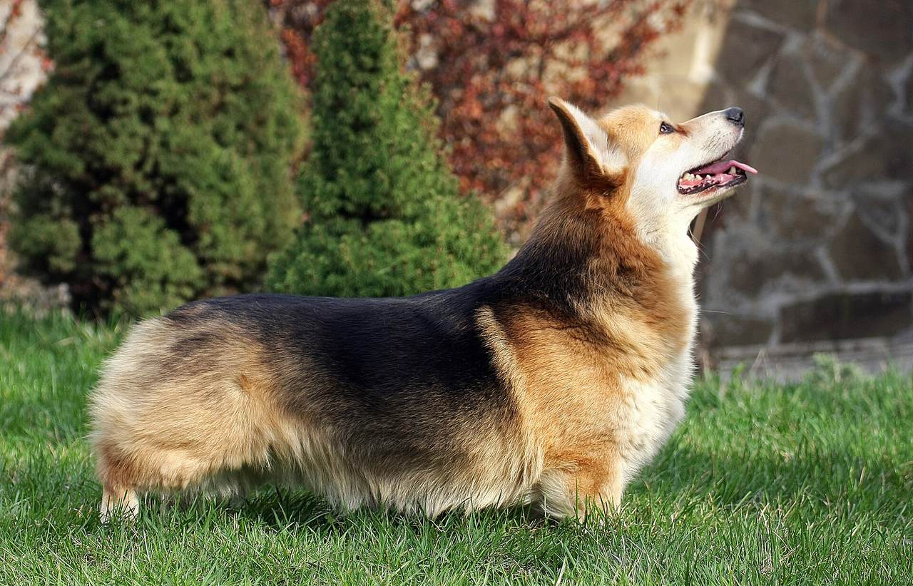 Sobolí welsh corgi pembroke v bočnom postoji na tráve — vidno dlhý chrbát a krátke nohy