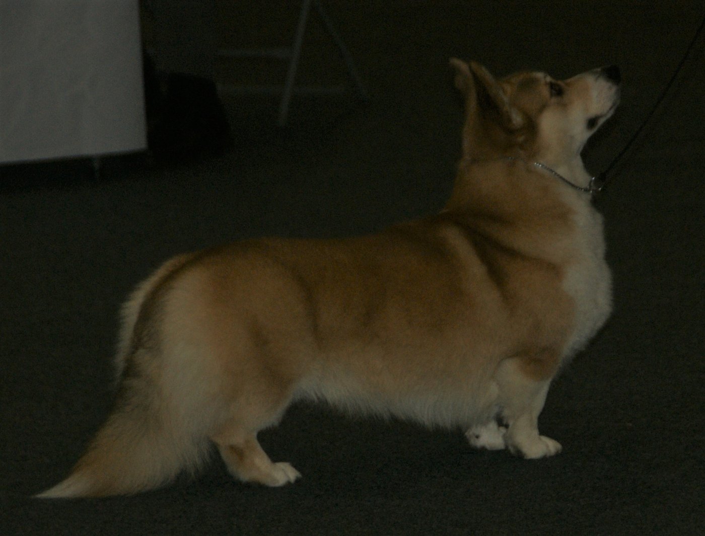 Červený welsh corgi pembroke v bočnom profile ukazuje dvojitú srsť