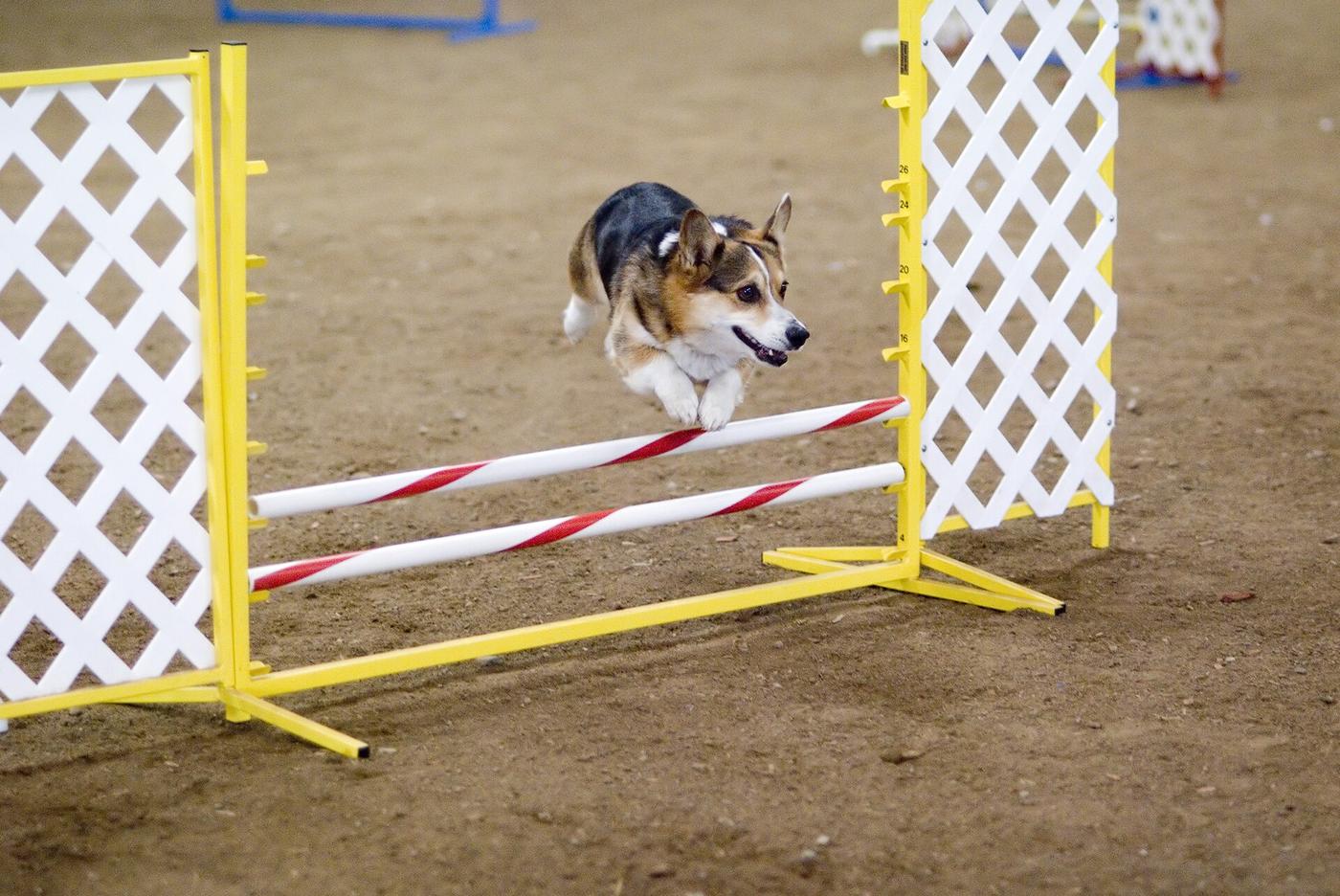 Tricolor welsh corgi pembroke skáče cez agility prekážku