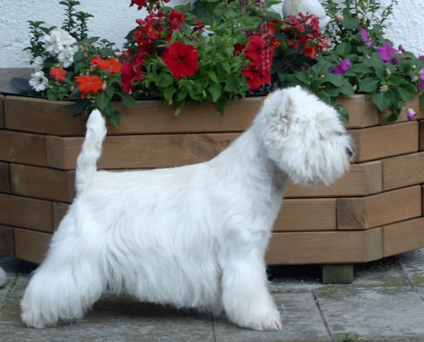 Westie v show postoji z boku — vidno tvrdú drôtenú bielu srsť