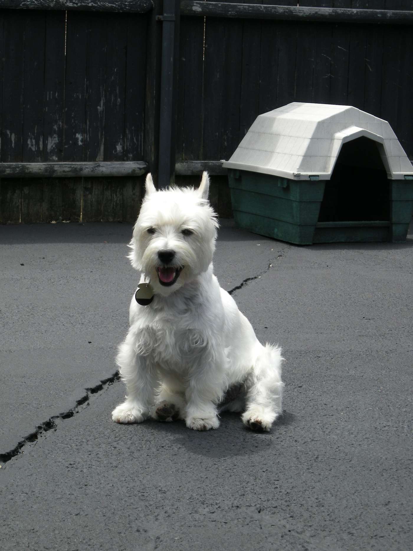 Westie po strihu (pet-clip) sediaci na dvore