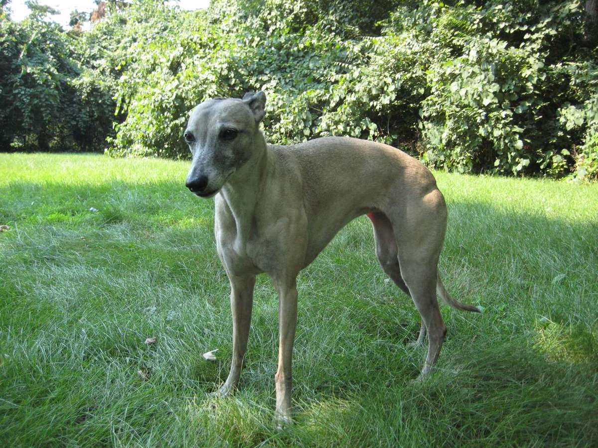 Stojaci whippet plavej farby s klenutým chrbtom a vtiahnutým bruchom na trávniku