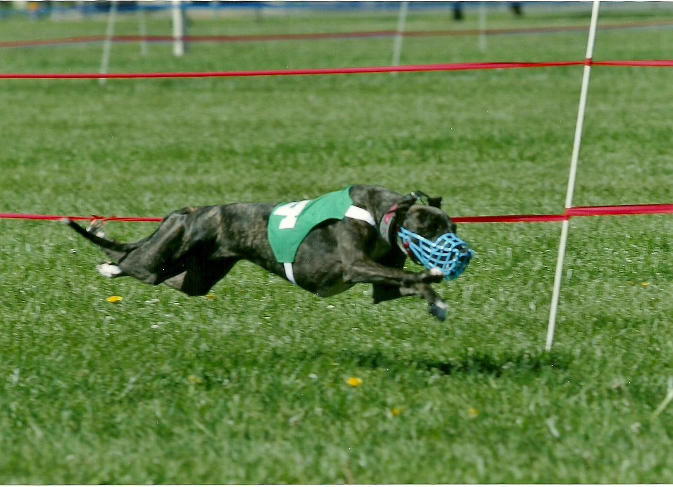 Žíhaný whippet v plnom šprinte na dostihoch — všetky štyri nohy vo vzduchu