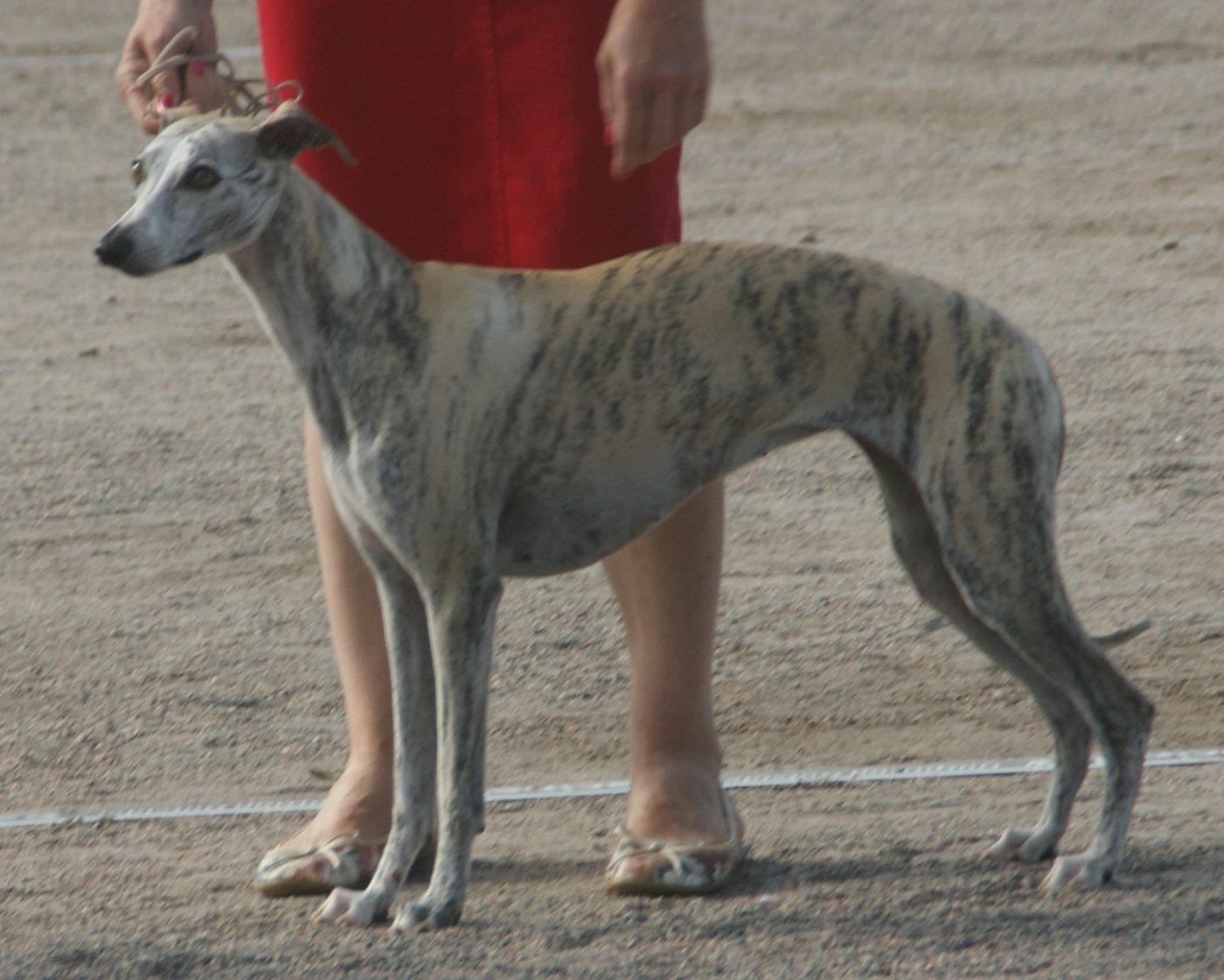 Plavo-žíhaný whippet vo výstavnom postoji
