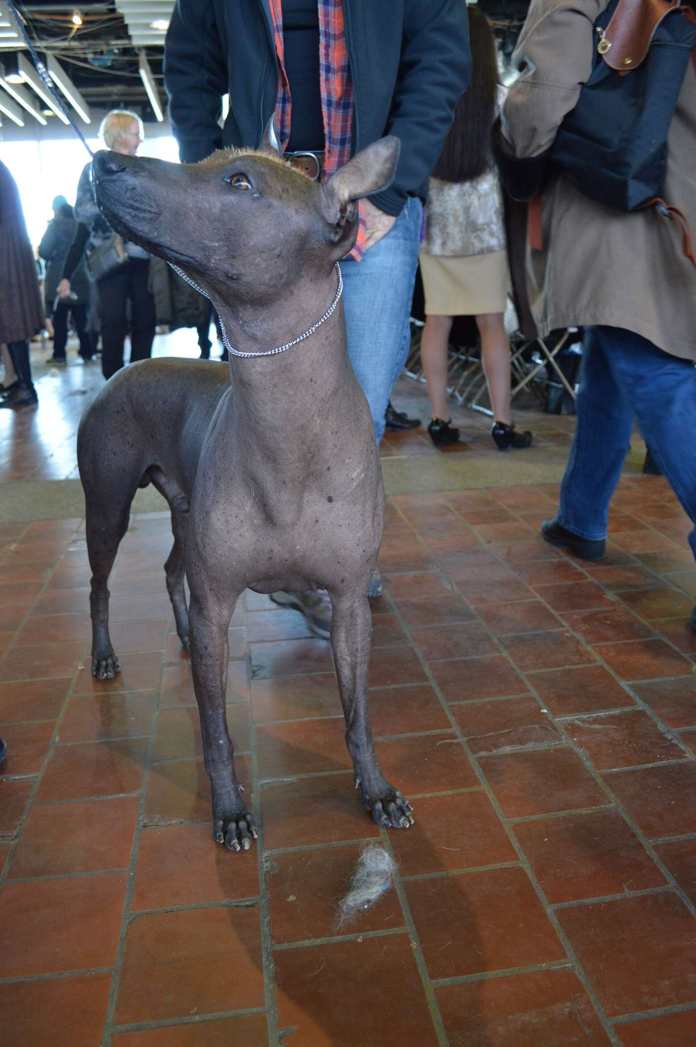 Štandardný holý xoloitzcuintle vo výstavnom postoji, tmavá hladká koža a veľké vztýčené uši