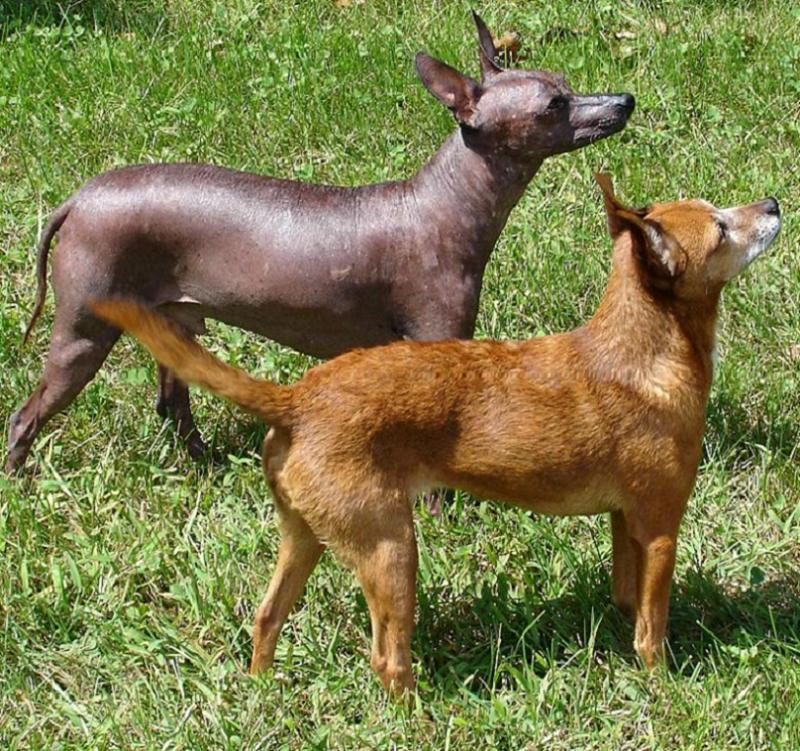 Holý (tmavý) a osrstený (hnedý) xoloitzcuintle stoja vedľa seba na tráve