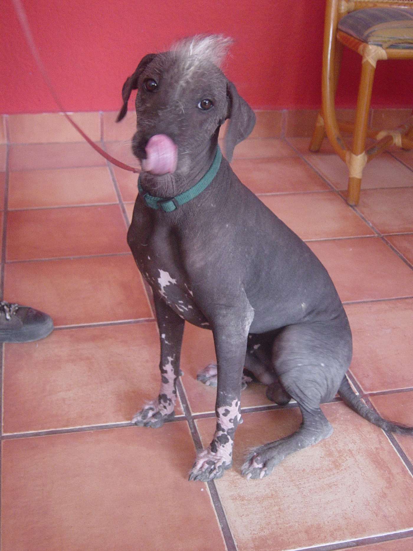 Mladý holý xoloitzcuintle sivej farby so svetlými škvrnami na labkách