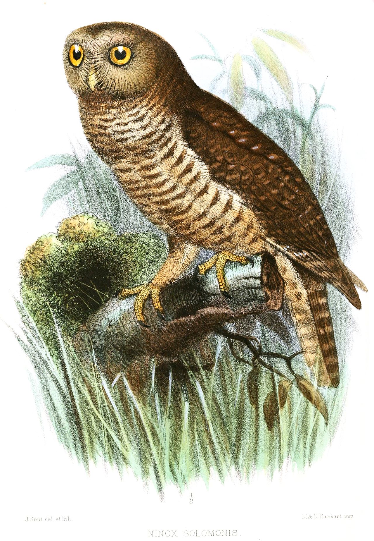 Ninox bismarcky