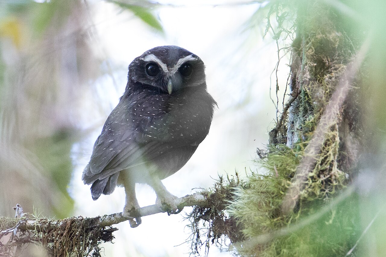 Ninox bodkovany