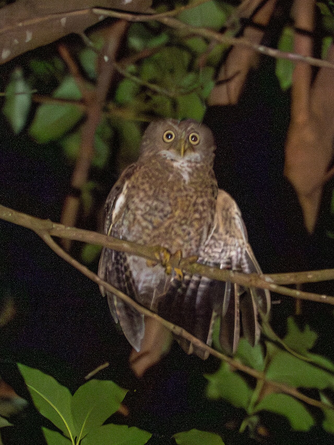 Ninox camiguinsky