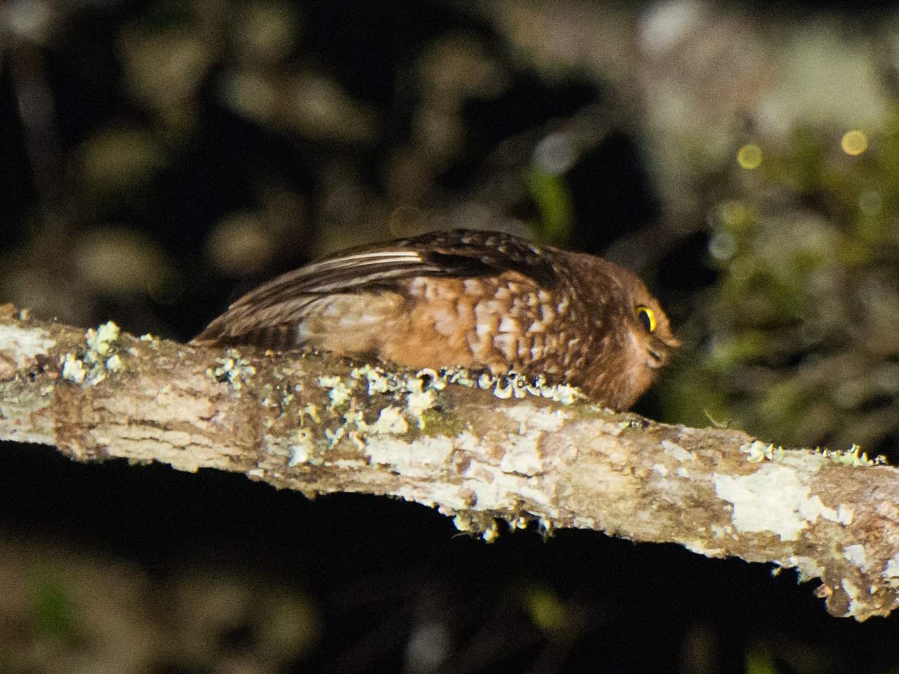 Ninox cinabar