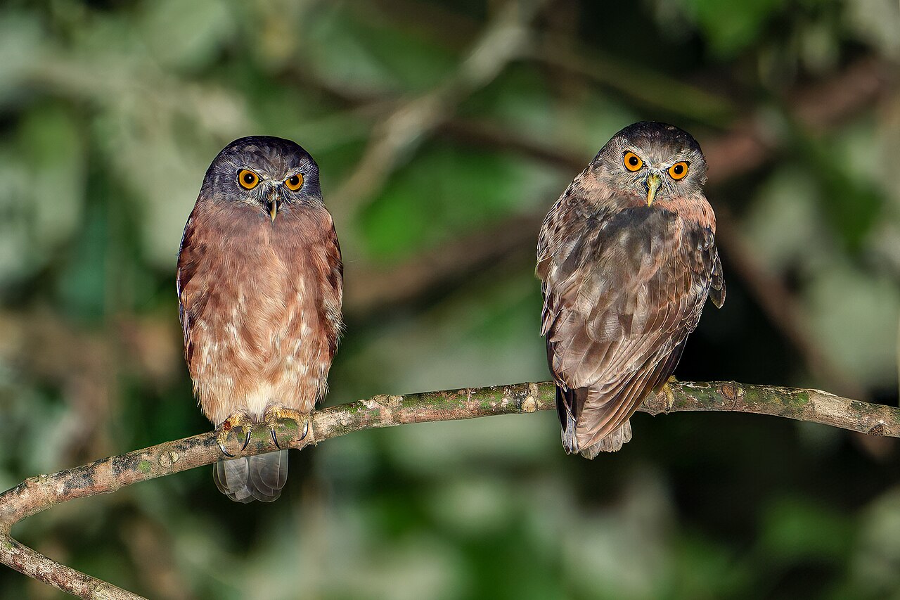 Ninox dzungloy